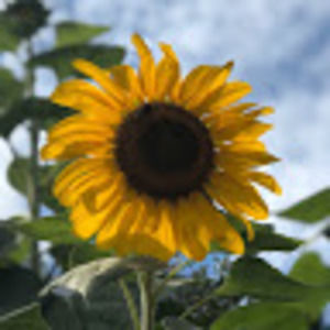 Meet your Posher, Alexa